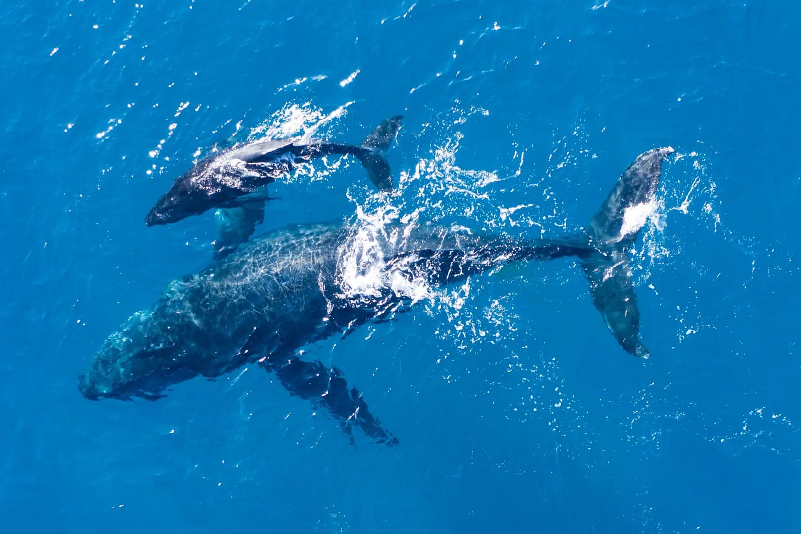Humpback whales photographed from with aerial drone off coast kapalua hawaii1 scaled.webp