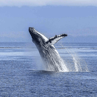 Whale watching Panama city