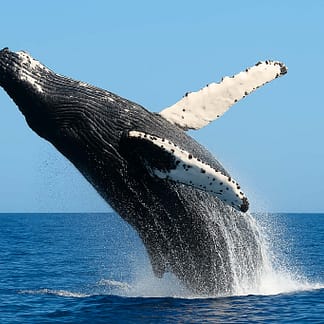 whale watching panama with sea panama charters