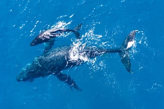 Humpback whales photographed from with aerial drone off coast kapalua hawaii1 scaled.webp