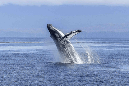 Whale watching Panama city