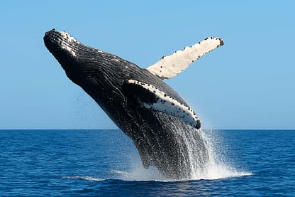 whale watching panama with sea panama charters