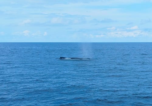 baleen whale blowing breath
