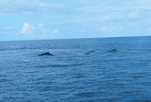 family of baleen whales playing with driftwood
