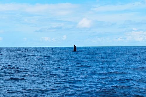 baleen whale watch trip