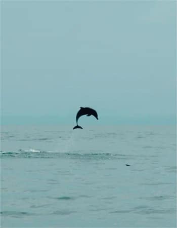 dolphin in panamanian waters copyright sea panama charters